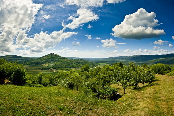Motovun bos, Kroatië